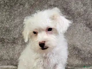 Schnoodle dogs for sale: Schnoodle Puppy 4 - Ad 2