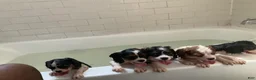 Cavalier King Charles Spaniel dogs for sale: princess - Ad 6