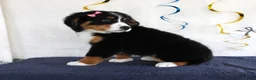 Bernese Mountain Dog dogs for sale: Madison - Ad 3