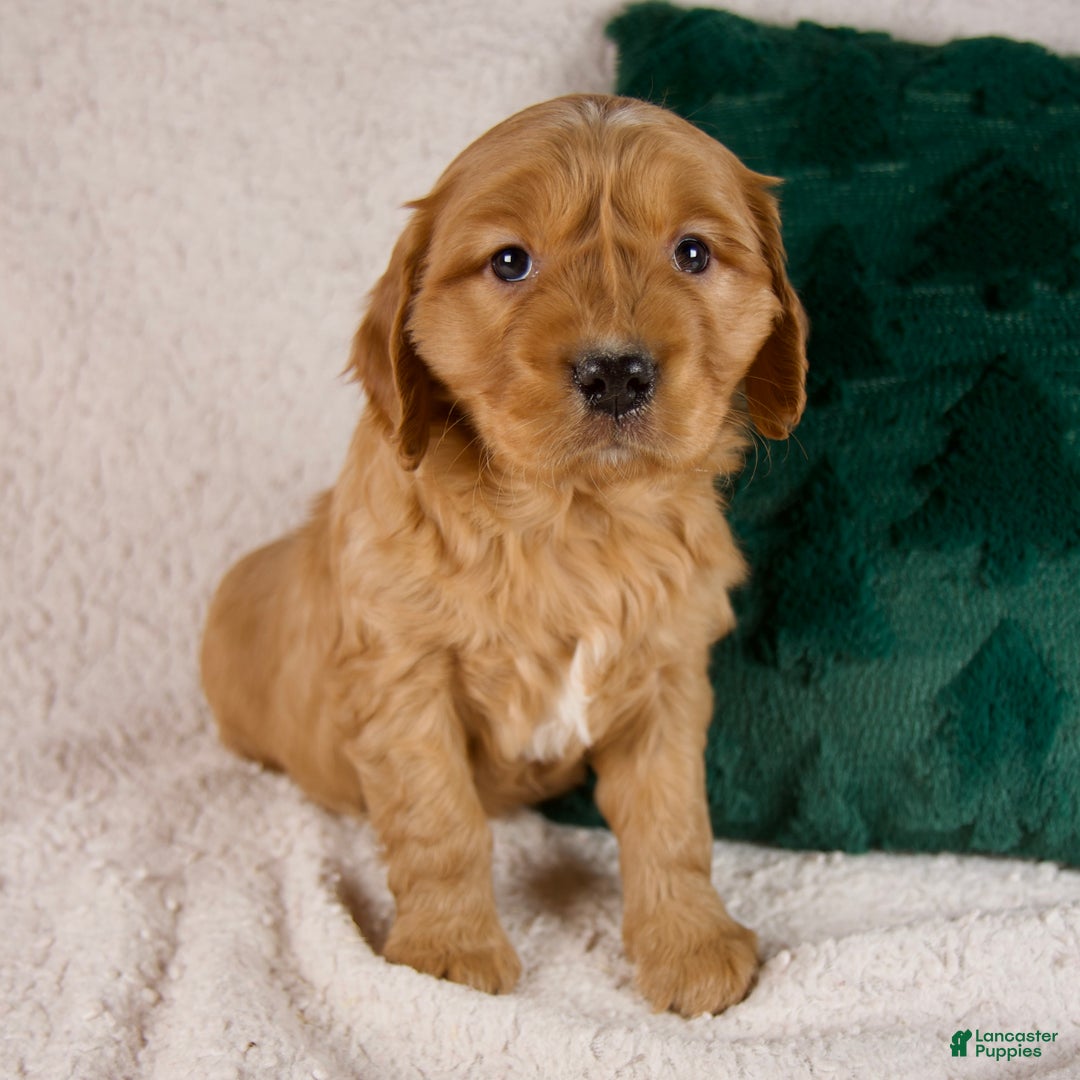 Mixed Breed dogs for sale: Marshall - Ad 2