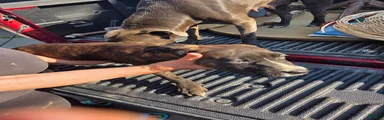 Mixed Breed Puppy 4