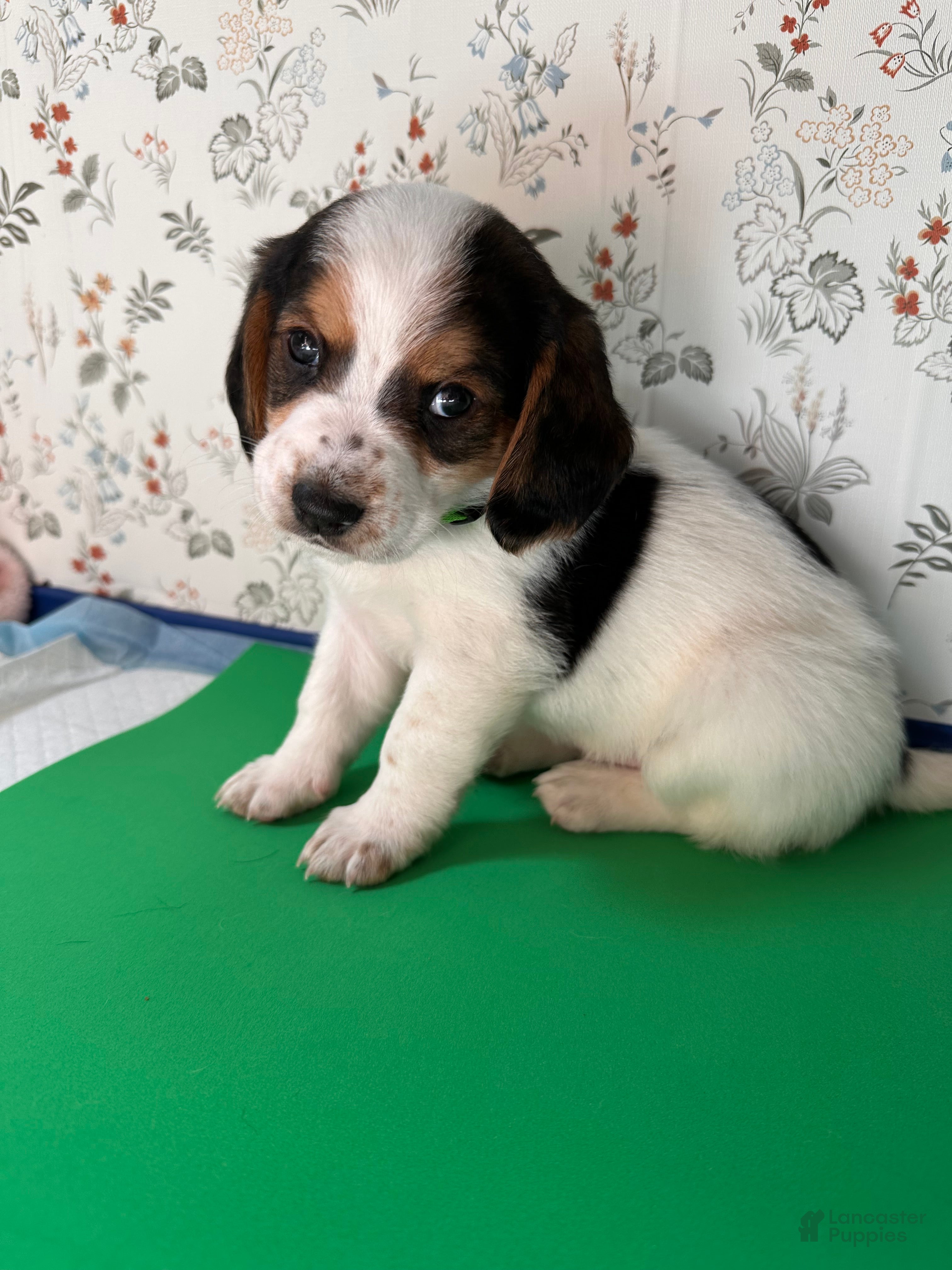 Mixed Breed dogs Wave - Ad 13