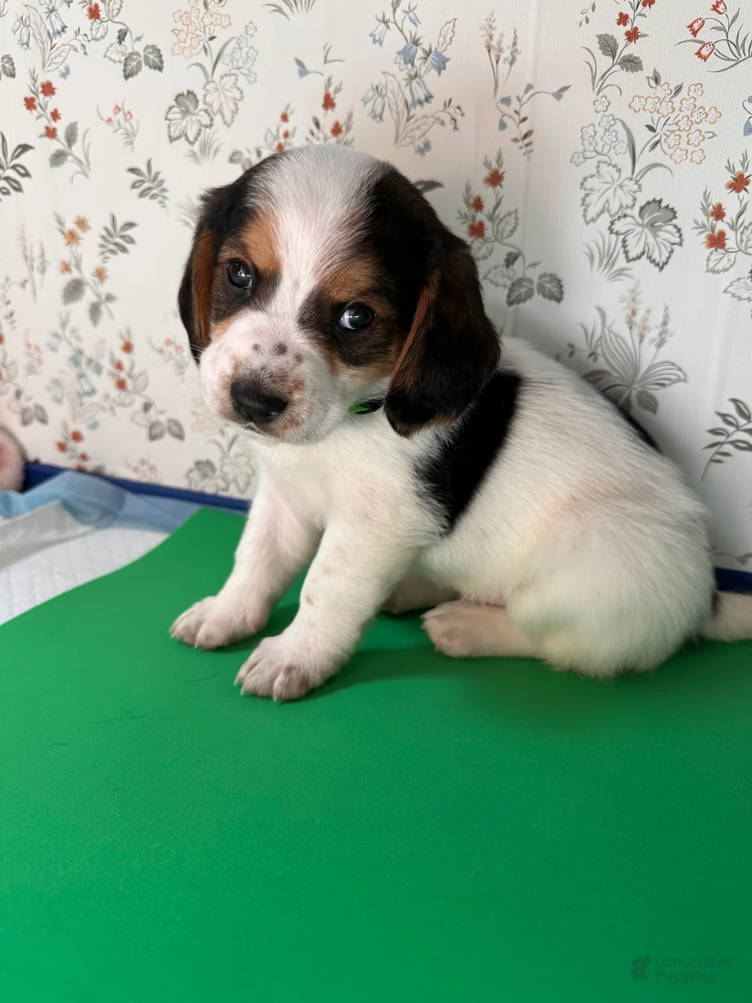 Mixed Breed dogs for sale: Wave - Ad 1