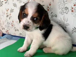 Mixed Breed dogs Wave - Ad 18