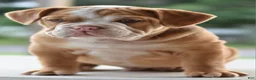 Mixed Breed dogs for sale: Hercules Bulldog hybrid  - Ad 41