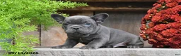 Frenchton dogs for sale: Remi - Ad 1