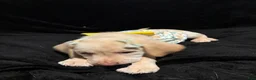 Labrador Retriever dogs for sale: Snow White  - Ad 6