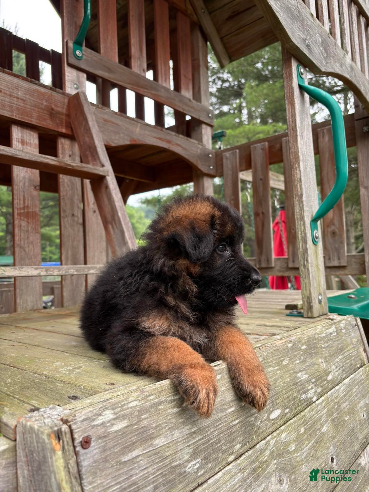 German Shepherd dogs Gracie - Ad 2