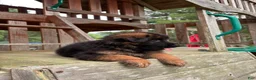 German Shepherd dogs for sale: Gracie - Ad 2