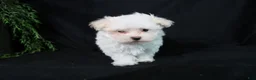 Maltese dogs for sale: Marty - Ad 14