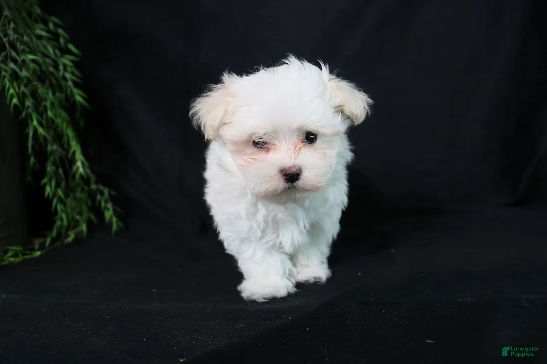 Maltese dogs for sale: Marty - Ad 14