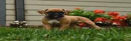 Boxer dogs for sale: Rosemary - Ad 3