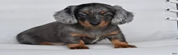 Miniature Dachshund dogs for sale: AKC Pearl - Ad 3