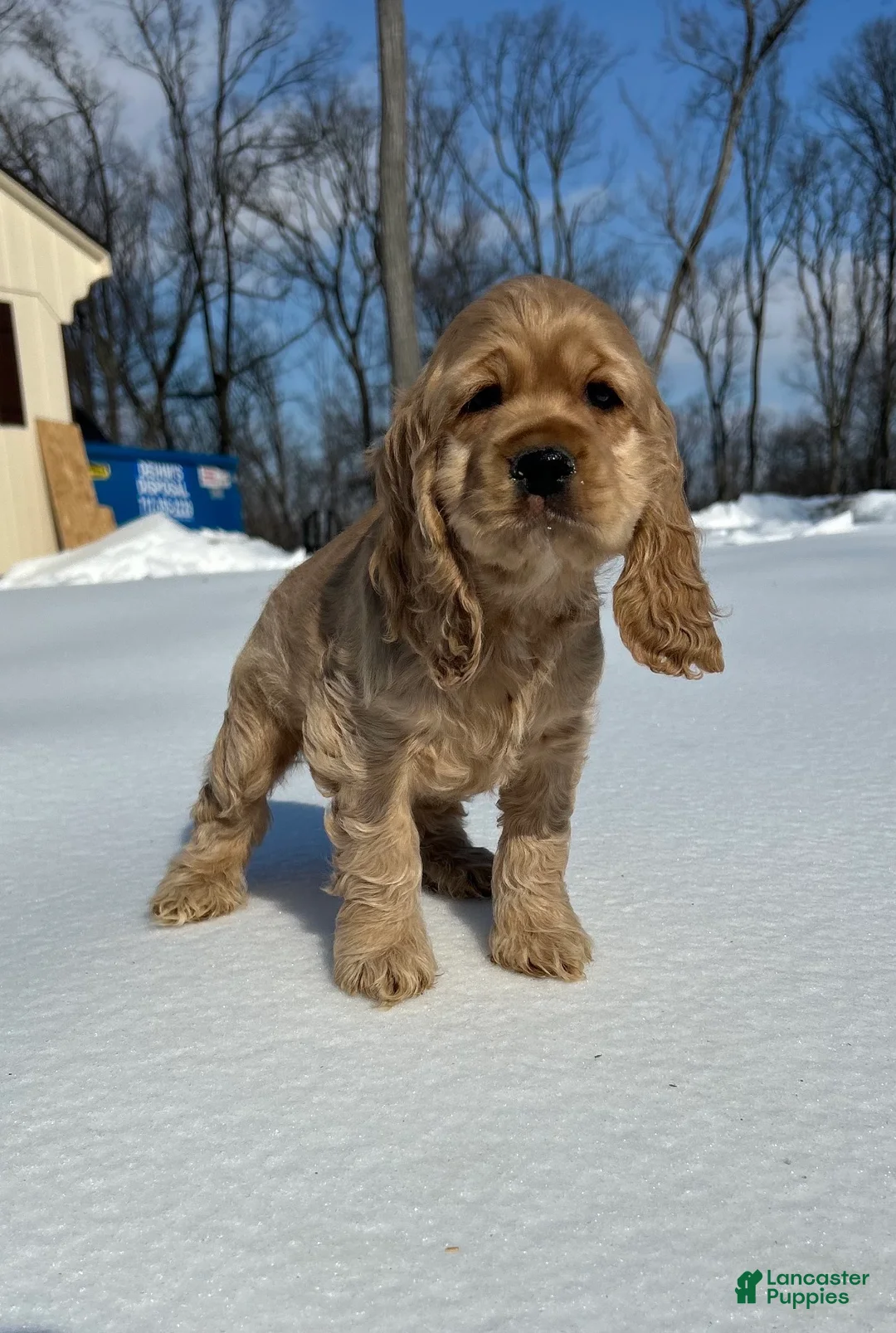 Cocker Spaniel dogs for sale: Andy - Ad 1