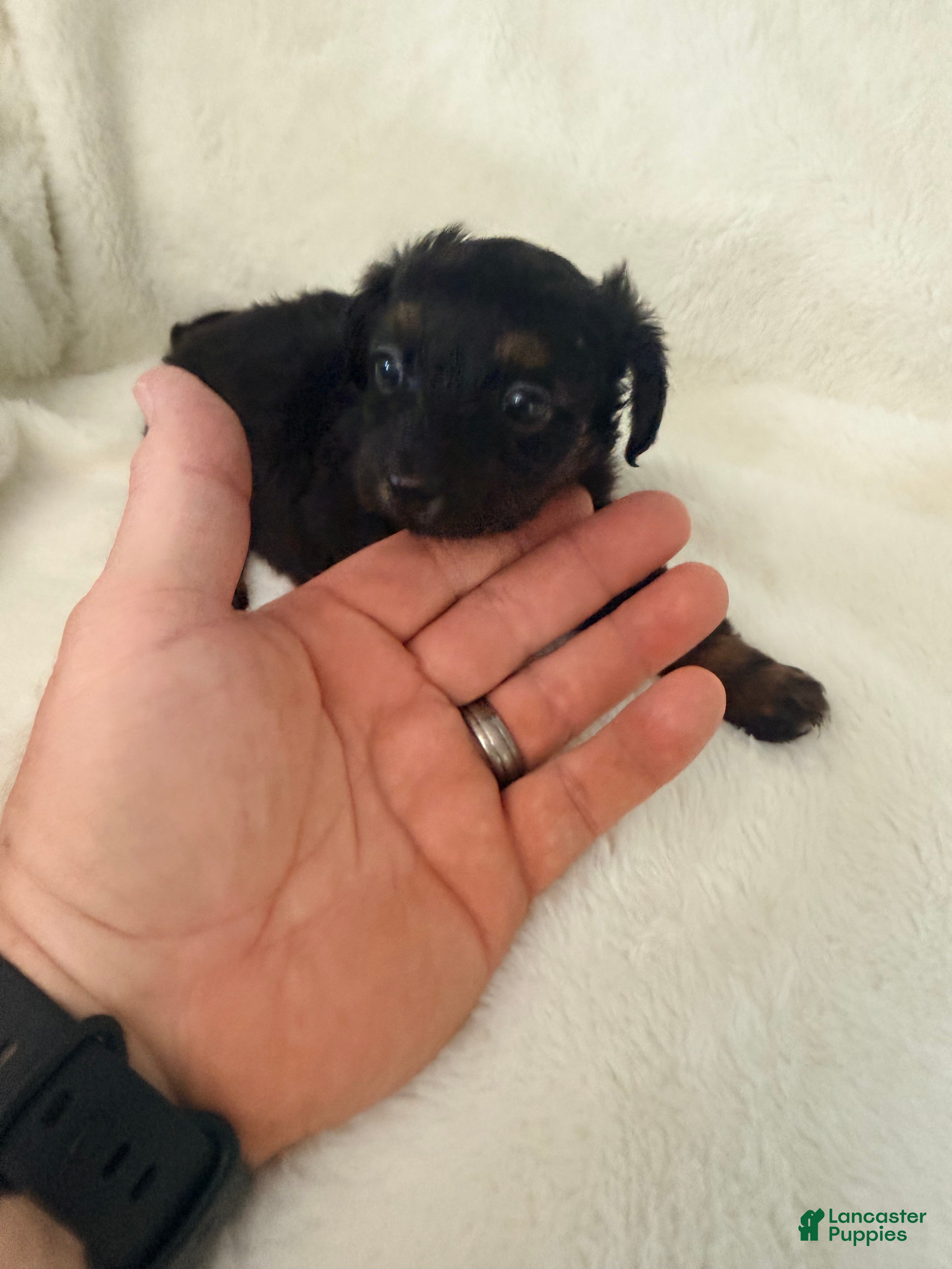 Dorkie dogs Sassy - Ad 2
