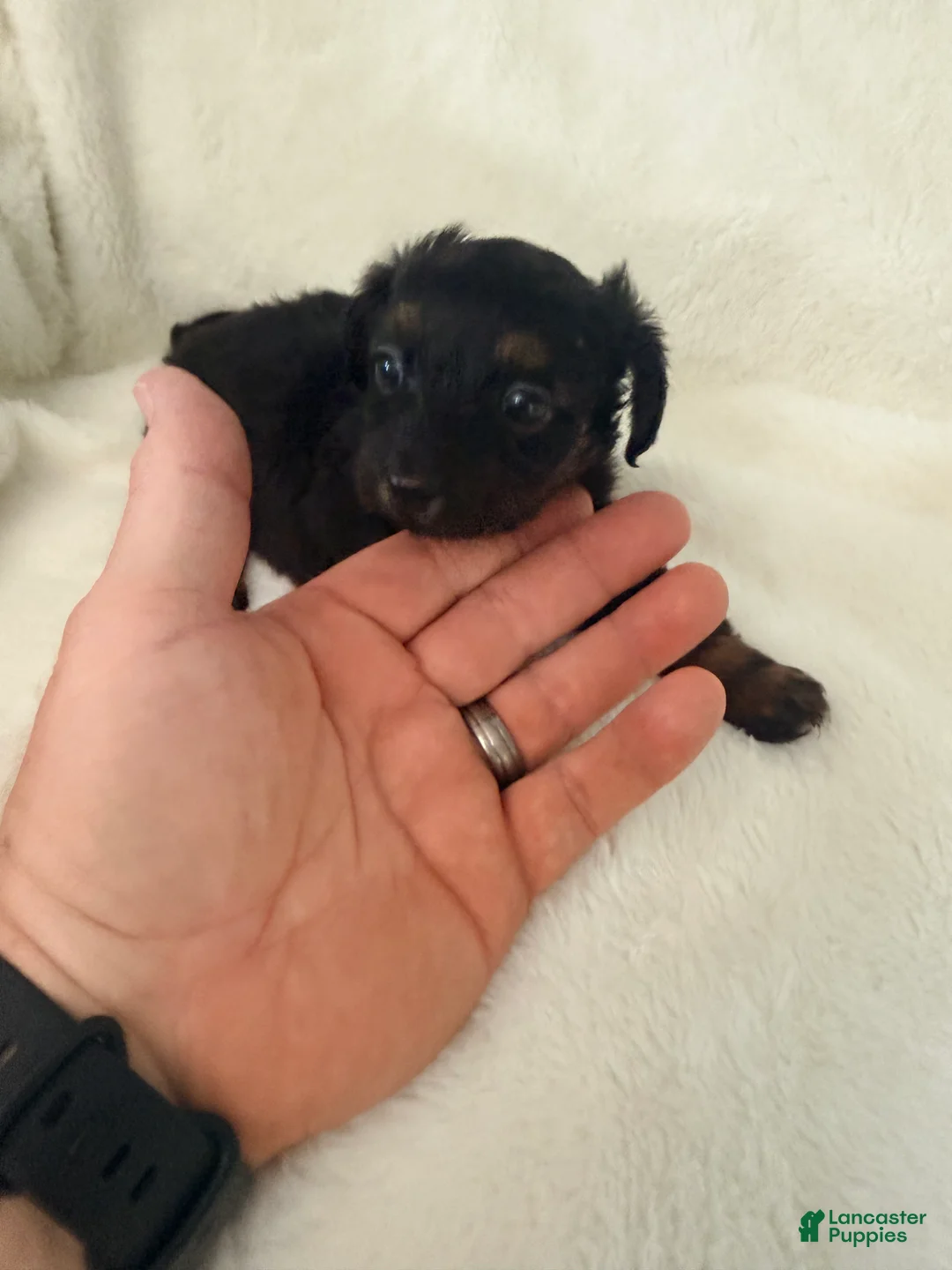 Dorkie dogs for sale: Sassy - Ad 2