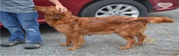 Golden Retriever dogs for sale: Akela - Ad 5