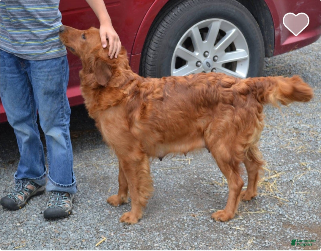 Golden Retriever dogs for sale: Akela - Ad 5