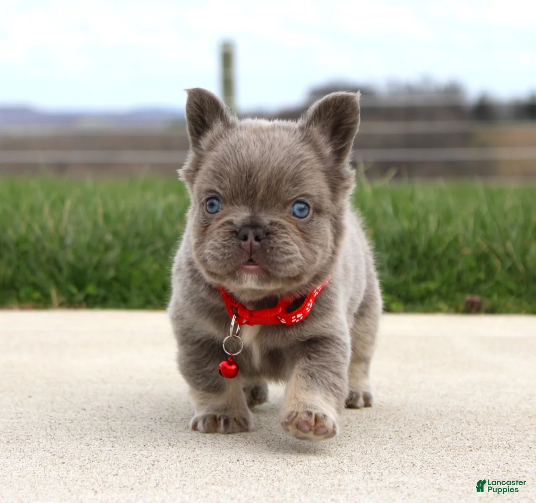 French Bulldog dogs for sale: Hank - Ad 7