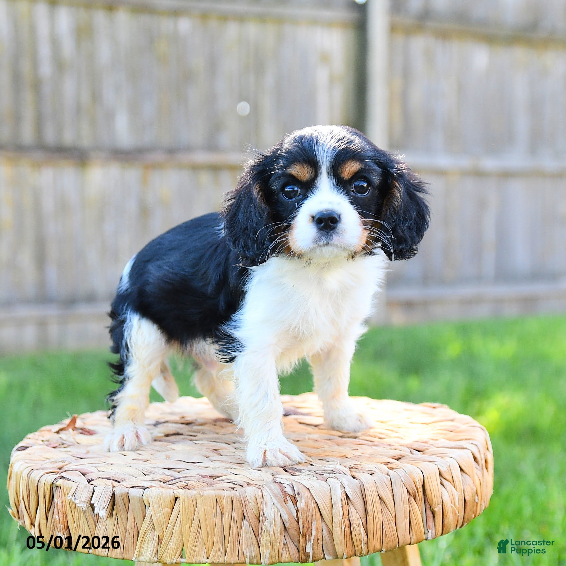 Cavalier King Charles Spaniel dogs Freddie - Ad 2
