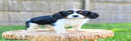 Cavalier King Charles Spaniel dogs for sale: Freddie - Ad 2