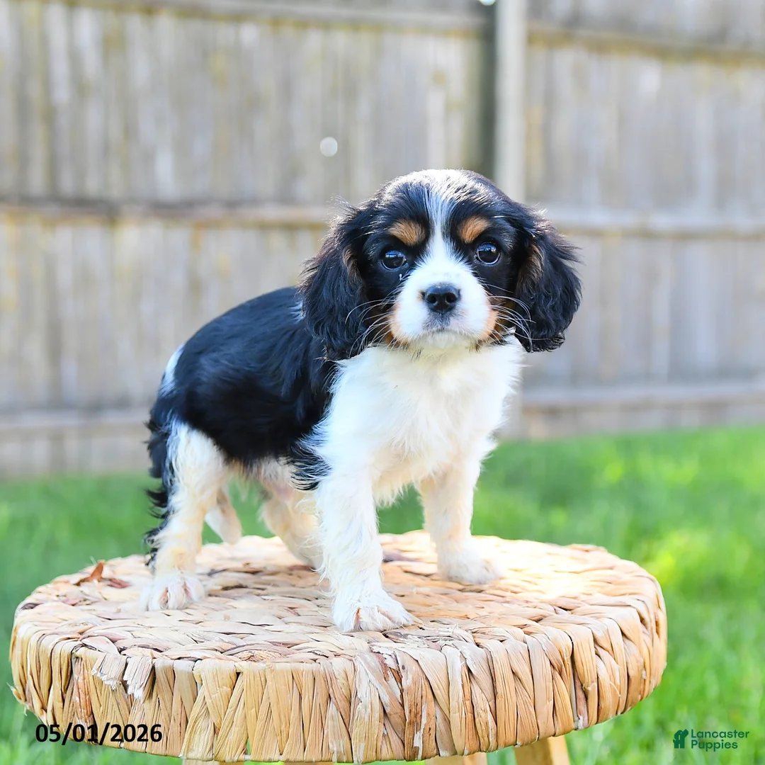 Cavalier King Charles Spaniel dogs for sale: Freddie - Ad 2