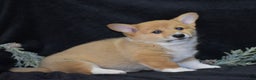 Welsh Corgi Pembroke dogs for sale: Moonbeam - Ad 6