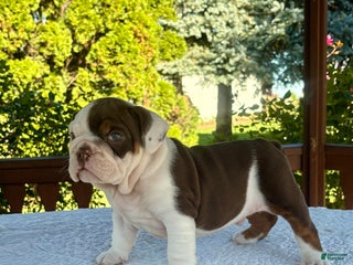 English Bulldog dogs - Ad 21