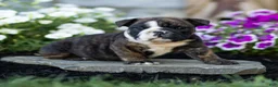 English Bulldog dogs for sale: Winston English Bulldog  - Ad 3
