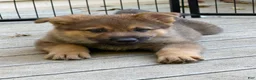 German Shepherd dogs for sale: Orange collar - Ad 7