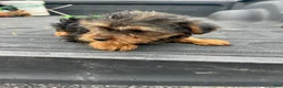 Yorkshire Terrier dogs for sale: Sarah - Ad 3