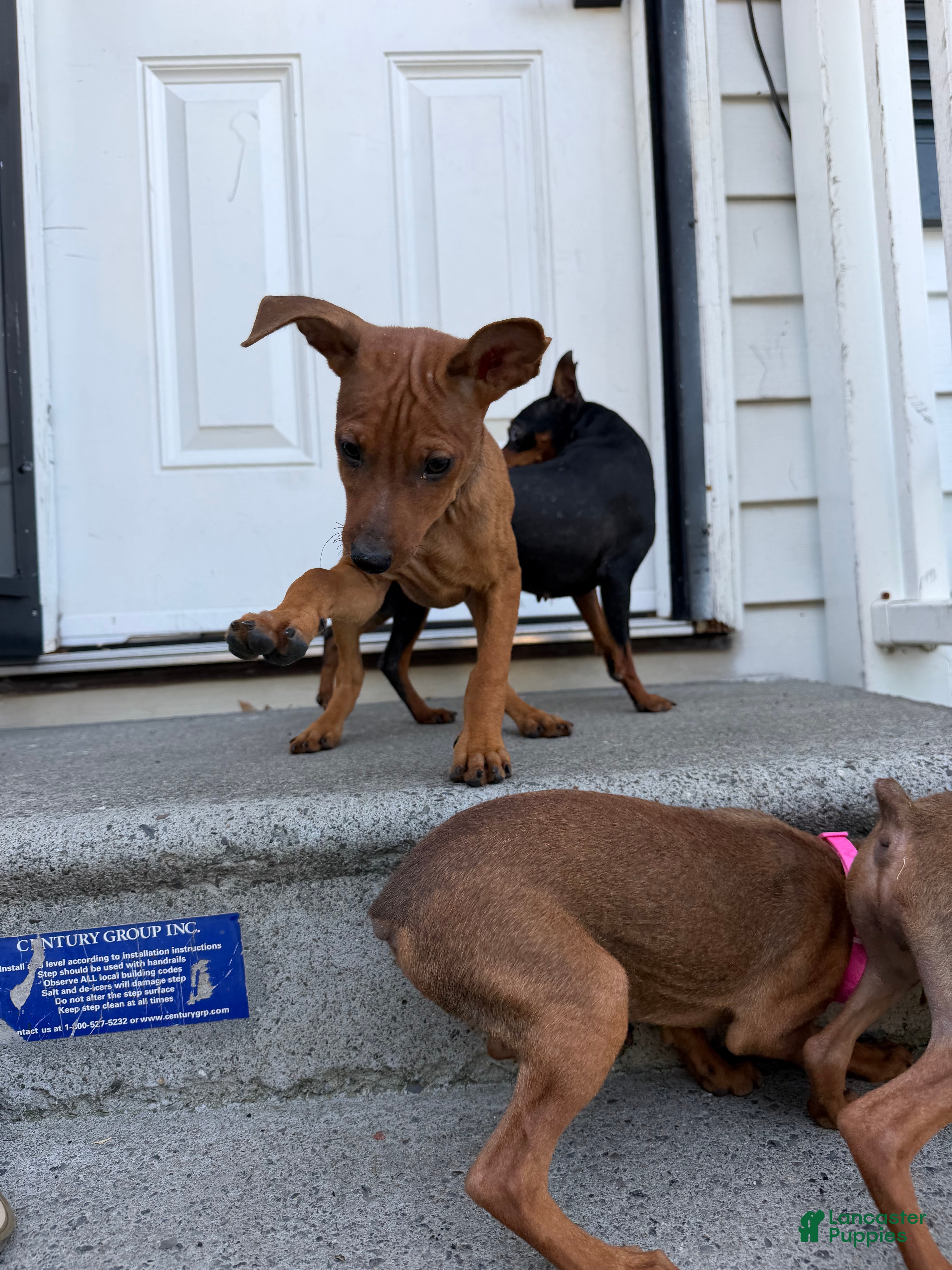 Miniature Pinscher dogs Miniature Pinscher 2 - Ad 42
