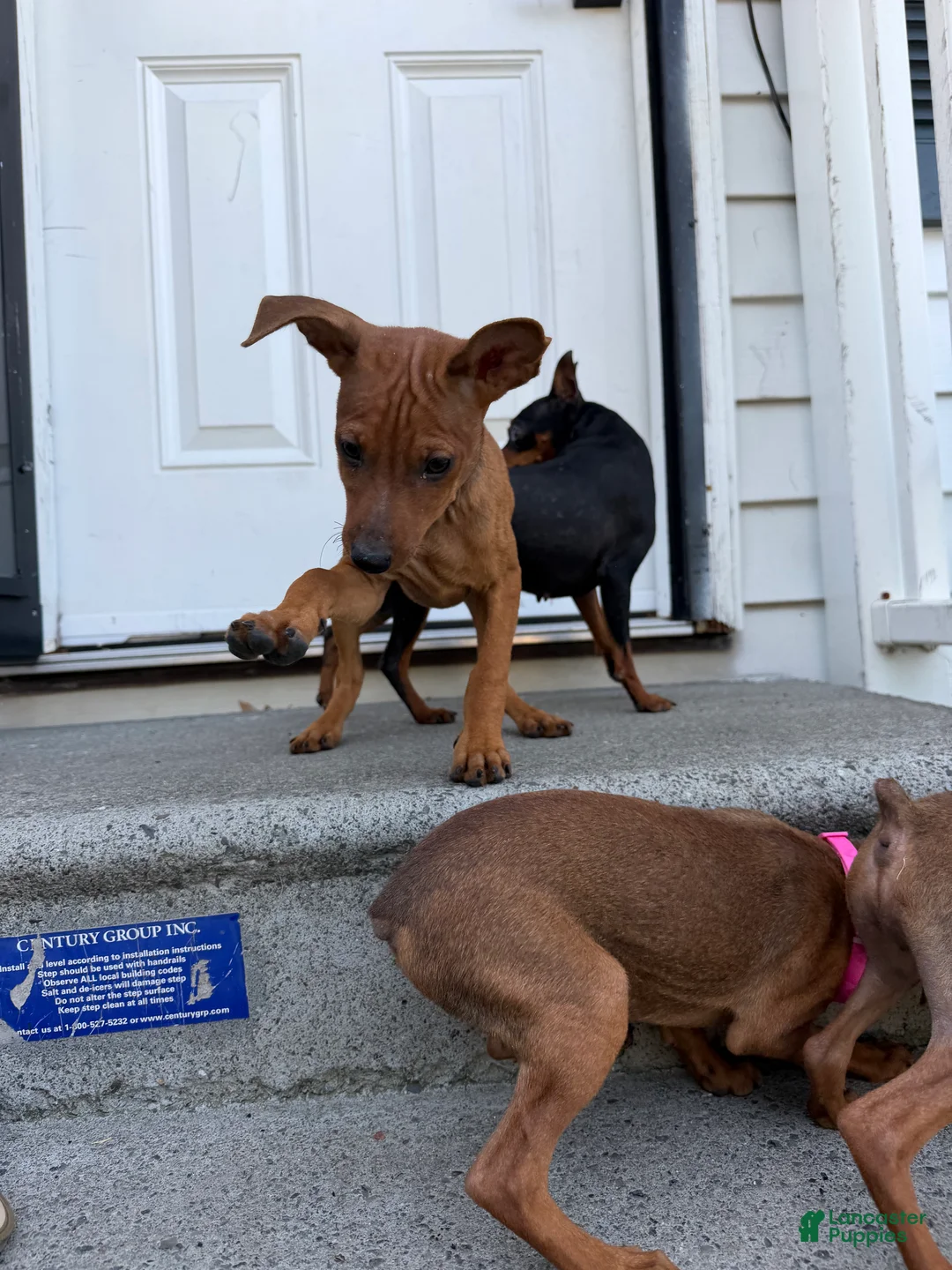 Miniature Pinscher dogs for sale: Miniature Pinscher 2 - Ad 1