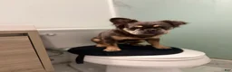 French Bulldog dogs for sale: Vanilla - Ad 2