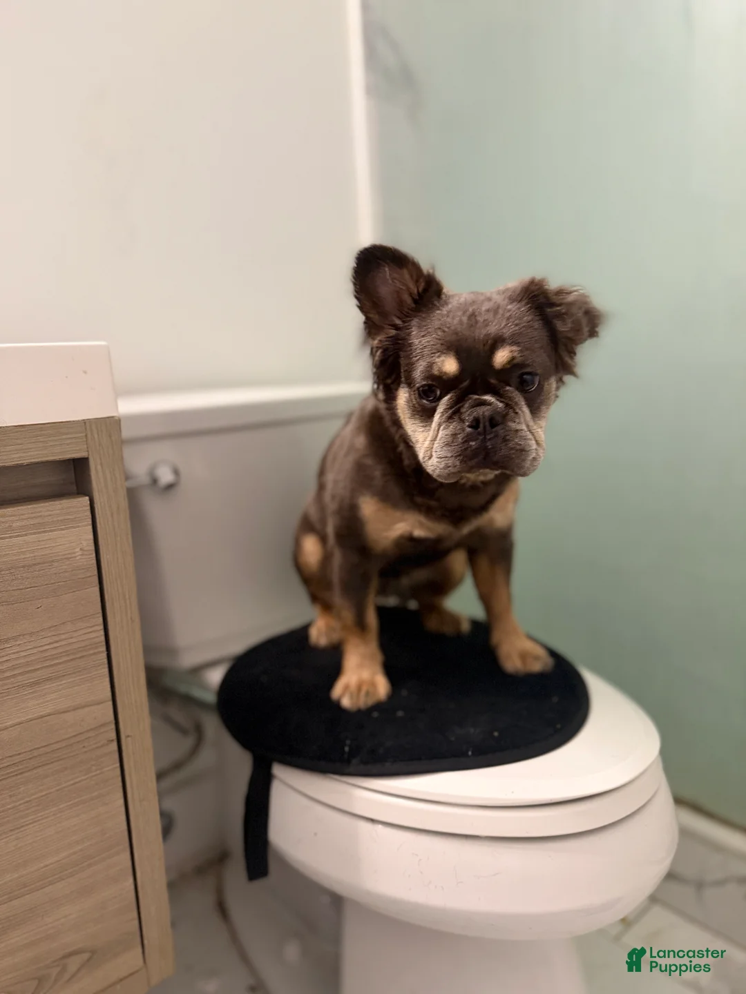 French Bulldog dogs for sale: Vanilla - Ad 2