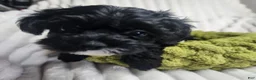 Yorkiepoo dogs for sale: Yorkiepoo 2 - Ad 6