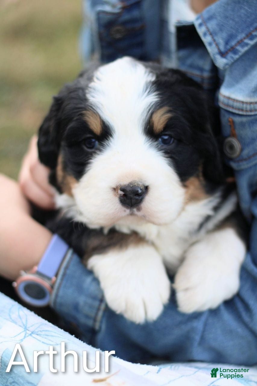 Bernese Mountain Dog dogs Arthur - Ad 41