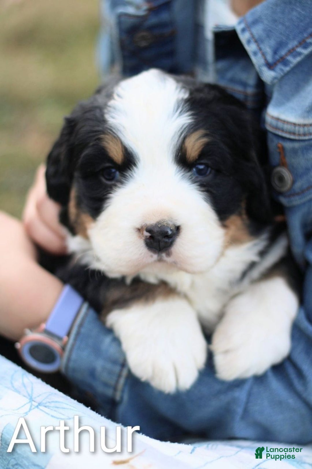 Bernese Mountain Dog dogs for sale: Arthur - Ad 1
