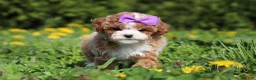 Cavapoo dogs for sale: Bella Rae - Ad 8