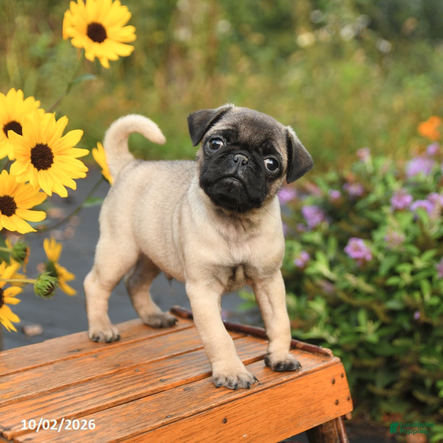 Pug dogs Nero - Ad 2