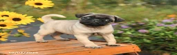 Pug dogs for sale: Nero - Ad 2