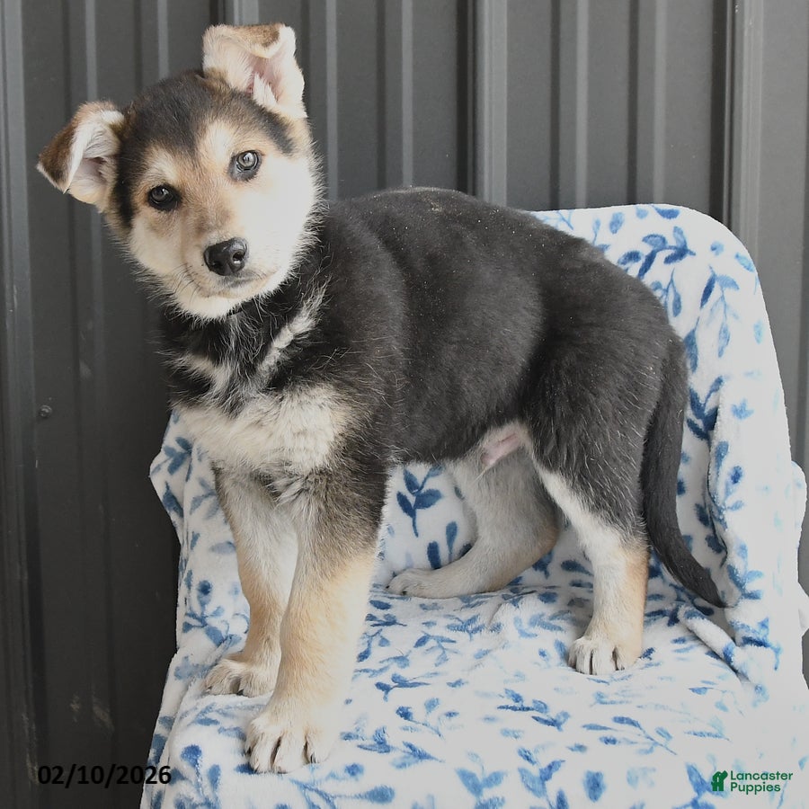 German Shepherd dogs Victor - Ad 1