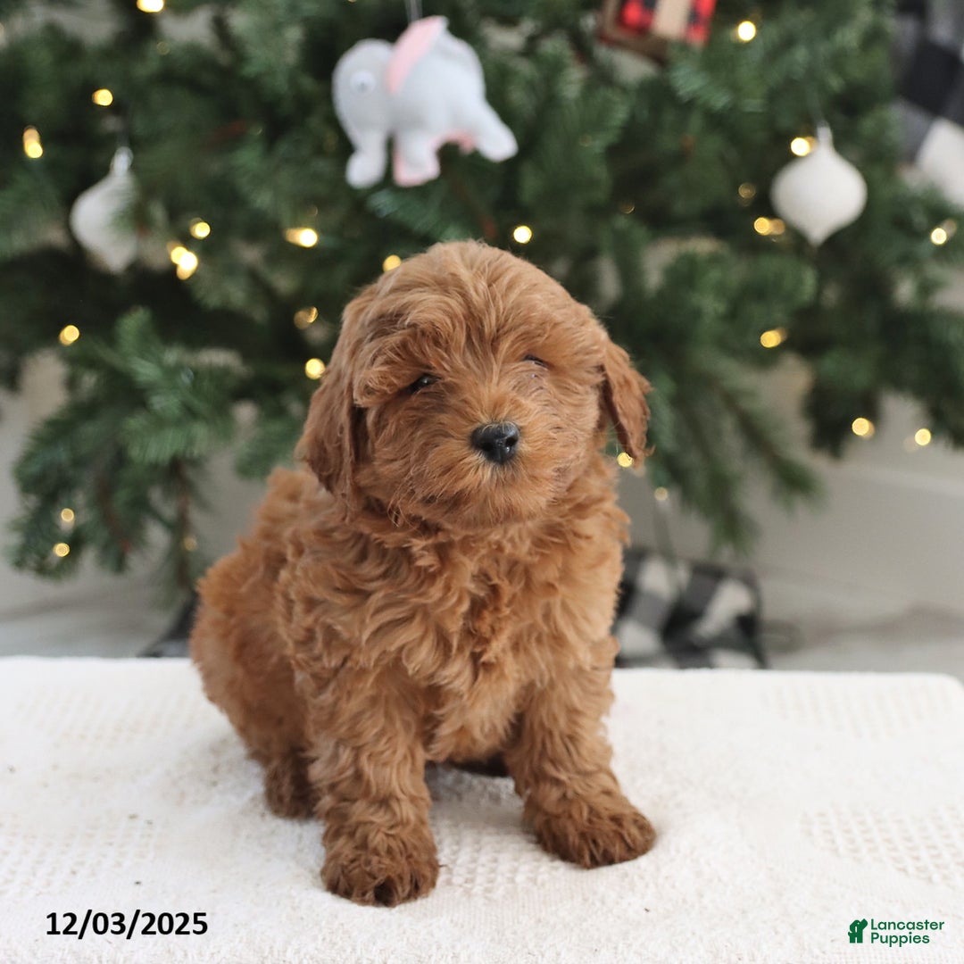 Cockapoo dogs for sale: Alfie - Ad 3
