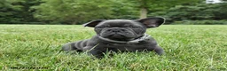French Bulldog dogs for sale: Mandy - Ad 4