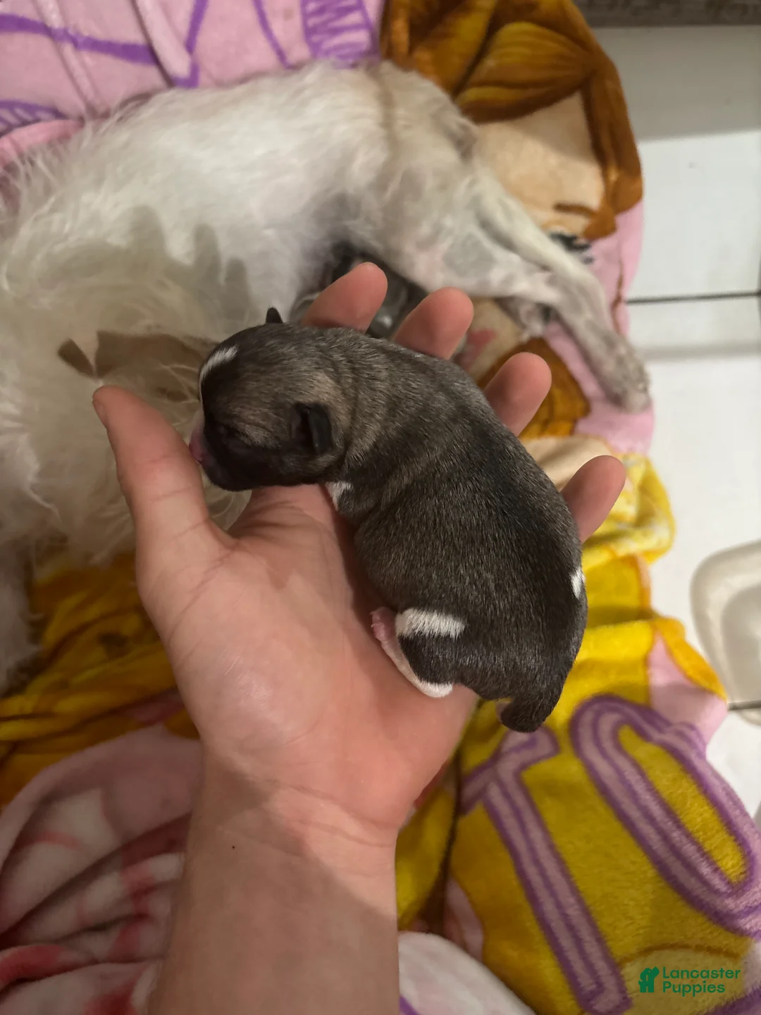 Jack Chi dogs for sale: Jack Chi Puppy 1 - Ad 2