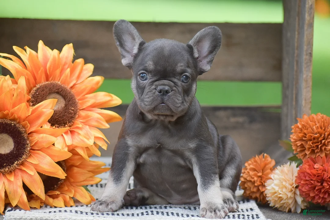 French Bulldog dogs for sale: Pansy - Ad 1