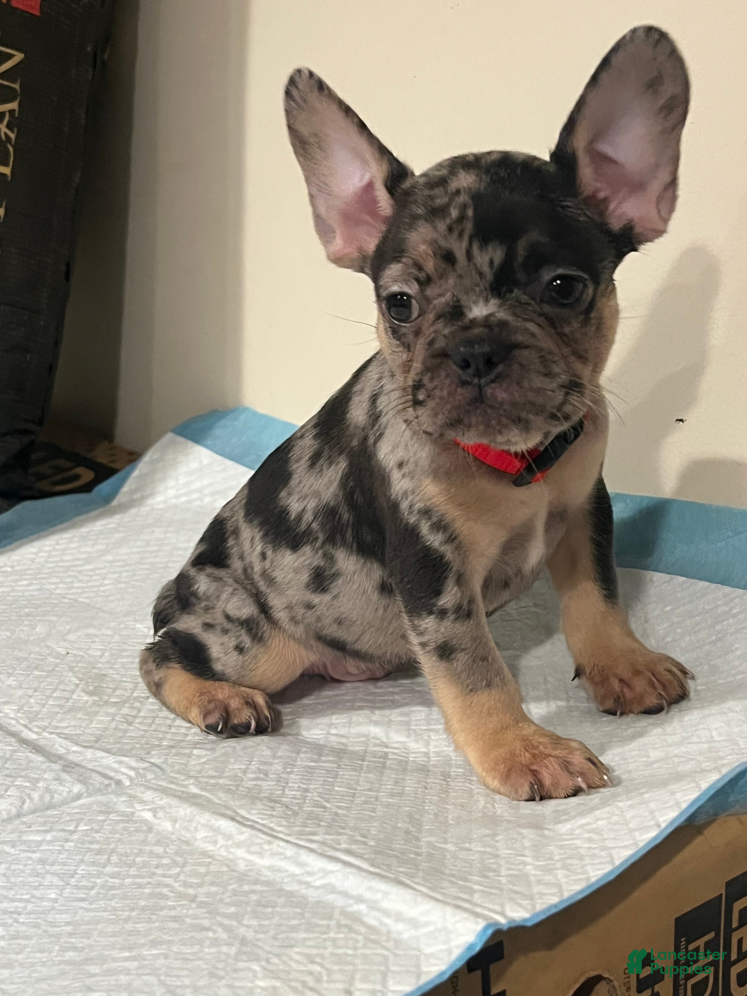 French Bulldog dogs  4 - Ad 1