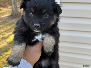 Pomeranian dogs Pomeranian Puppy 2 - Ad 19