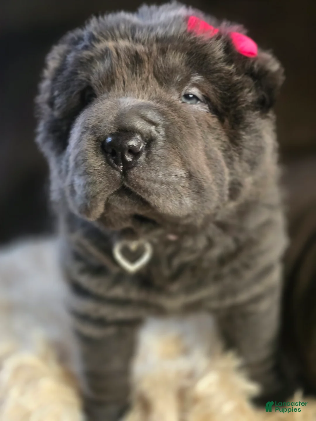 Shar Pei dogs for sale: Blossom - Ad 2