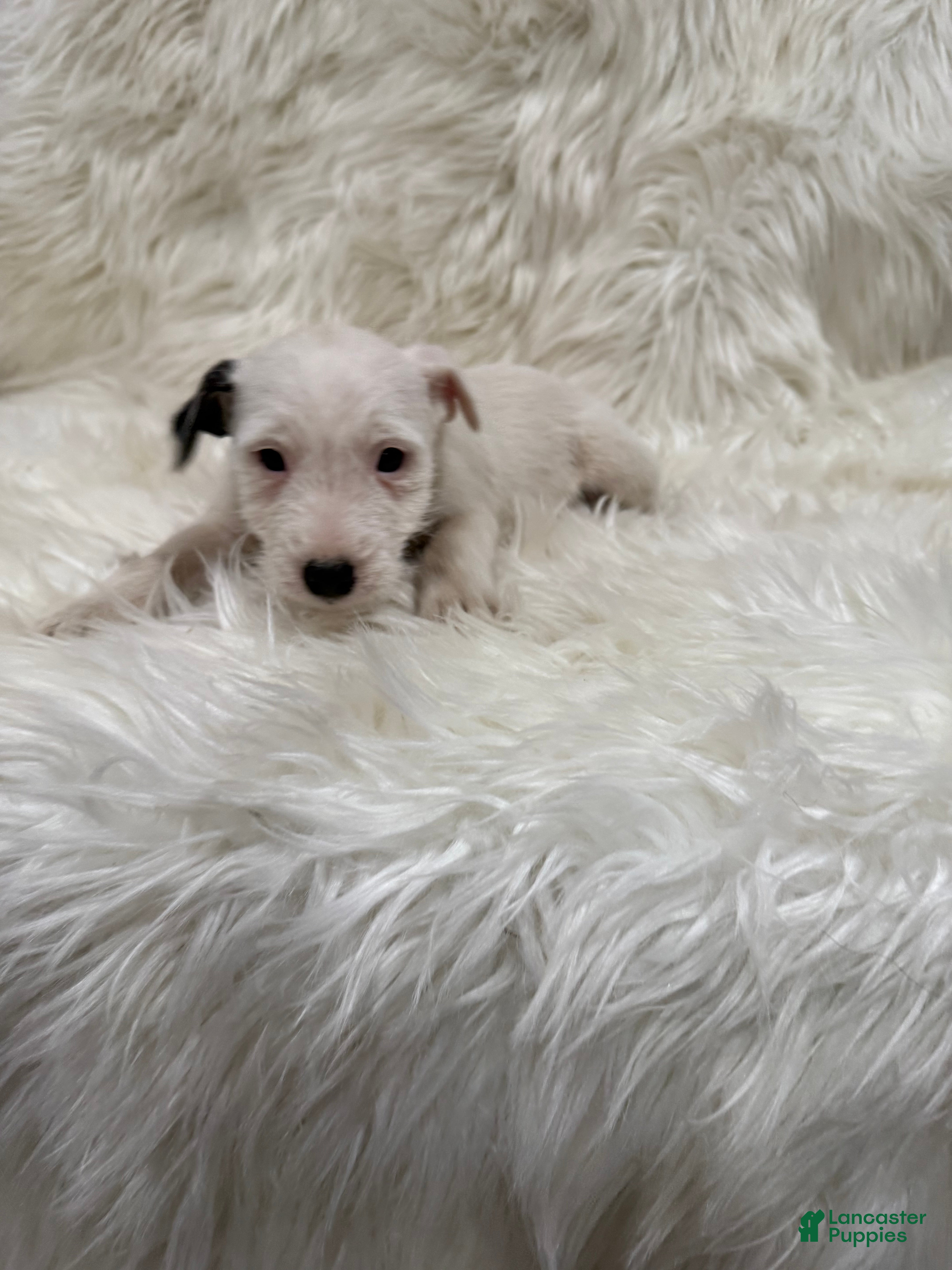 Jack Russell Terrier dogs Snow White Puppy 2 - Ad 2
